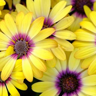 Spring blue purple yellow wallpaper