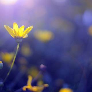 Spring blue purple yellow wallpaper