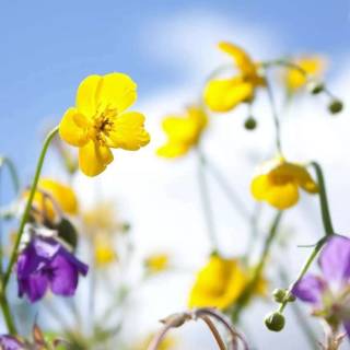 Spring blue purple yellow wallpaper