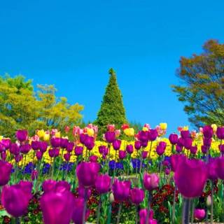 Spring blue purple yellow wallpaper