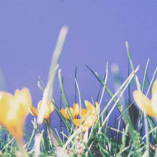 Spring blue purple yellow wallpaper