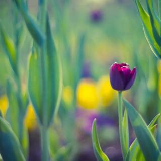 Spring blue purple yellow wallpaper