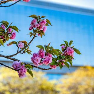 Spring blue purple yellow wallpaper