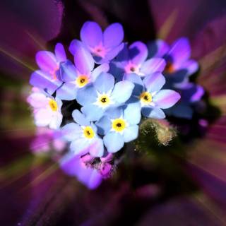 Spring blue purple yellow wallpaper