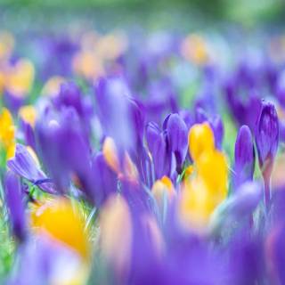 Spring blue purple yellow wallpaper