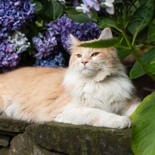 Spring cat iPhone wallpaper