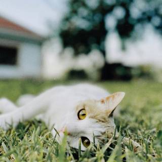 Spring cat iPhone wallpaper