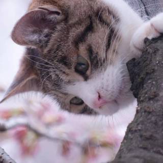 Spring cat iPhone wallpaper