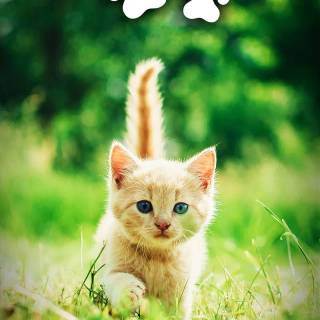 Spring cat iPhone wallpaper