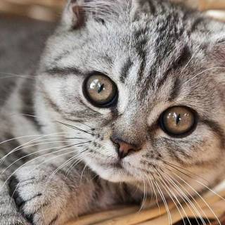 Spring cat iPhone wallpaper