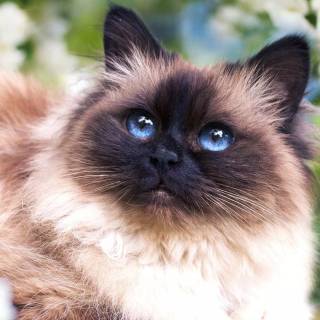 Spring cat iPhone wallpaper