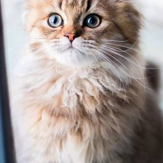 Spring cat iPhone wallpaper