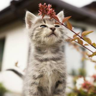 Spring cat iPhone wallpaper