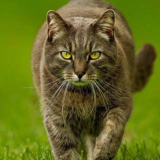 Spring cat iPhone wallpaper