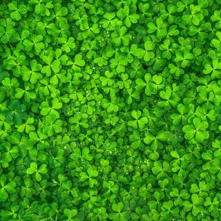 Green St. Patrick's Day wallpaper