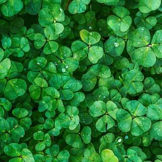Green St. Patrick's Day wallpaper