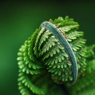 Asus ZenFone 12 Ultra wallpaper