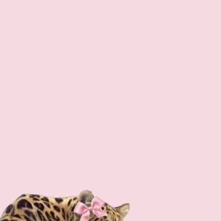 Cheetah print bows wallpaper