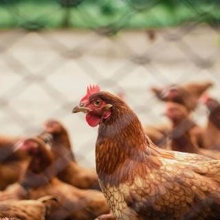Poultry farm wallpaper