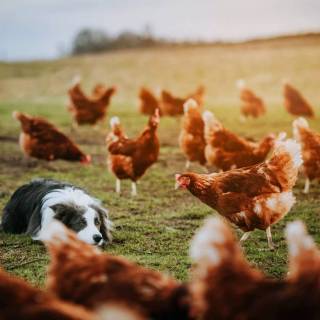 Poultry farm wallpaper