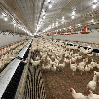 Poultry farm wallpaper