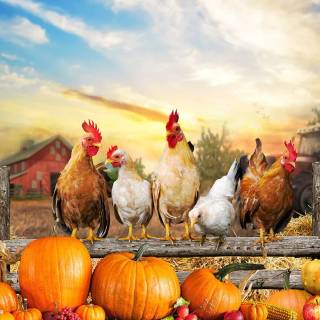 Poultry farm wallpaper