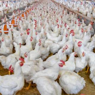 Poultry farm wallpaper