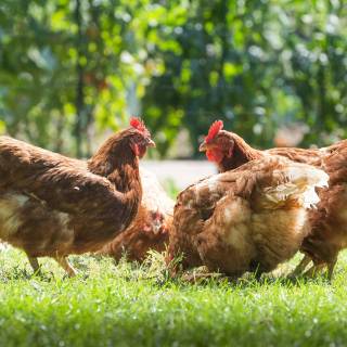 Poultry farm wallpaper