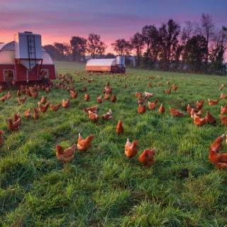 Poultry farm wallpaper