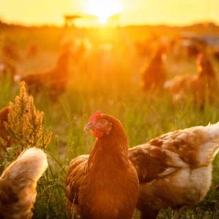 Poultry farm wallpaper