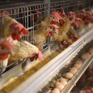 Poultry farm wallpaper