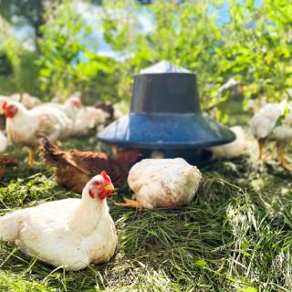 Poultry farm wallpaper