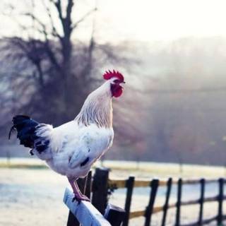 Poultry farm wallpaper