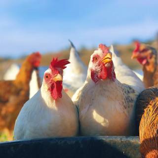 Poultry farm wallpaper