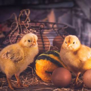 Poultry farm wallpaper