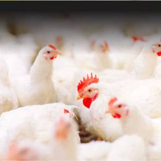 Poultry farm wallpaper