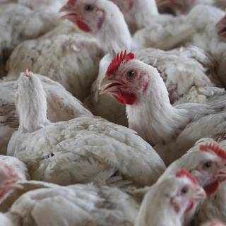 Poultry farm wallpaper