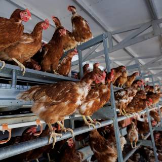 Poultry farm wallpaper