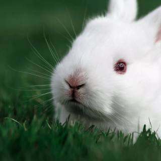 Bunny laptop wallpaper