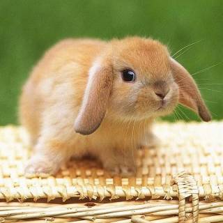 Bunny laptop wallpaper