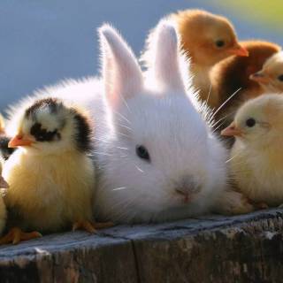 Bunny laptop wallpaper