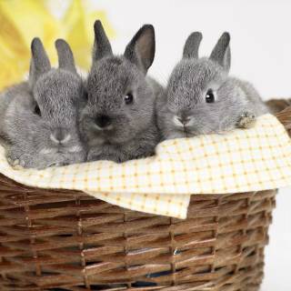 Bunny laptop wallpaper