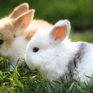 Bunny laptop wallpaper