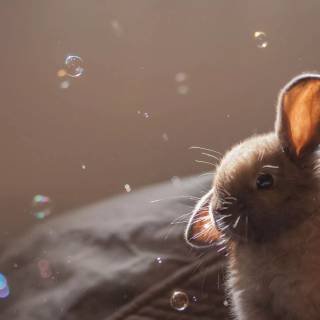 Bunny laptop wallpaper