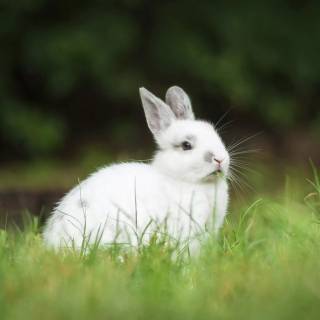 Bunny laptop wallpaper