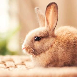 Bunny laptop wallpaper