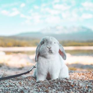 Bunny laptop wallpaper