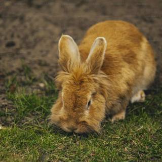 Bunny laptop wallpaper