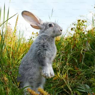 Bunny laptop wallpaper