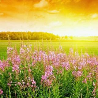 Sunrise laptop wallpaper